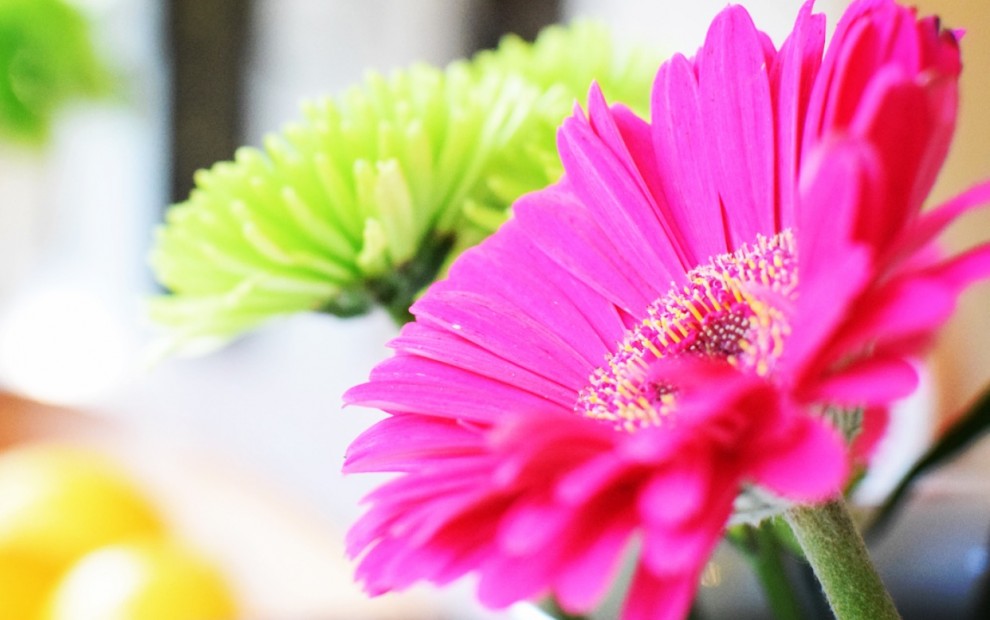 Bright Flowers Design Your Healthy Life(TM) for BarbaraFicarra.com