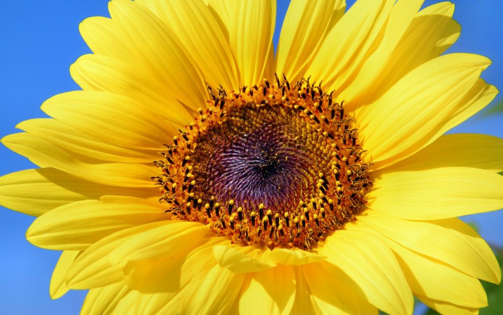 Image Sunflower BarbaraFicarra.com